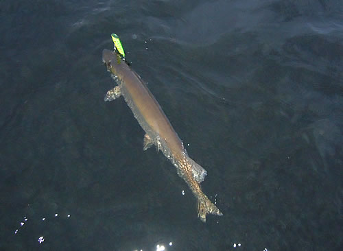 Tony's musky