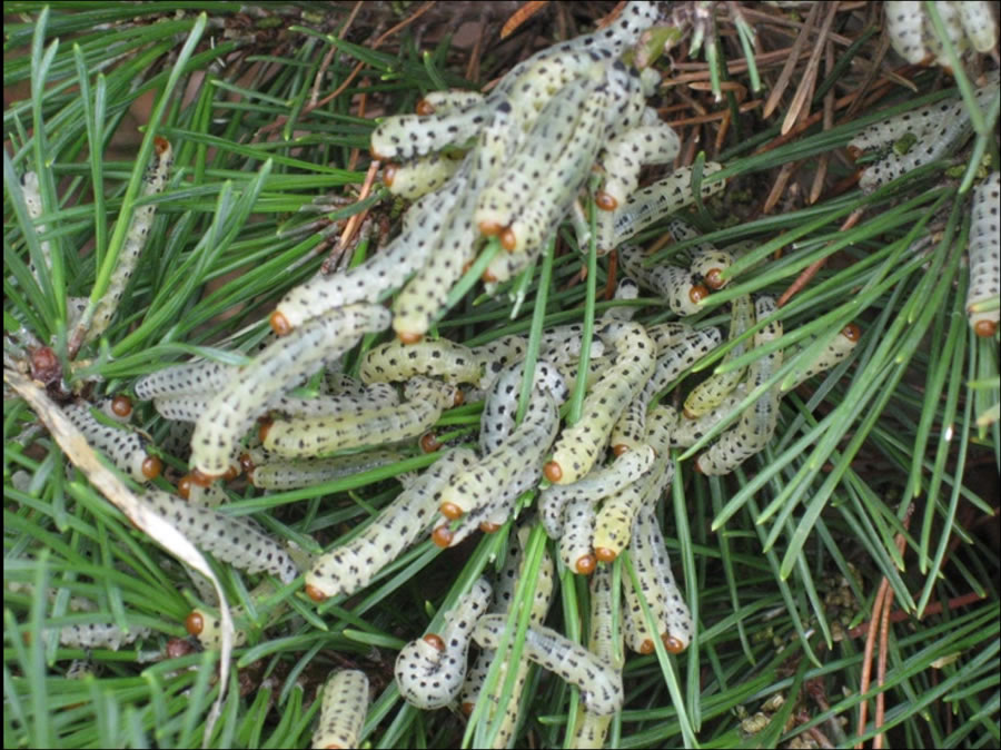 pine sawfly larvae