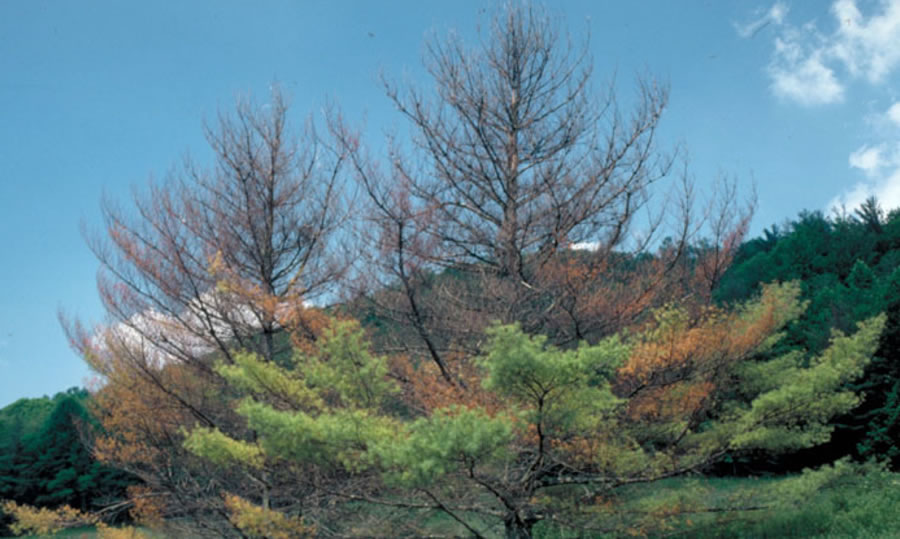 tree damage