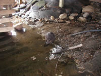 beaver_in_boathouse