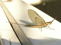 mayfly