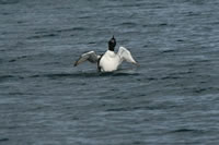 common_loon