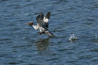 common_merganser