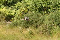 mallard_in_flight