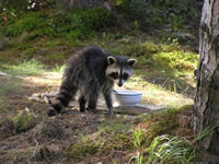 raccoon1