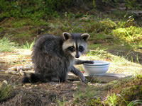 raccoon2