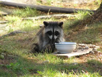 raccoon4