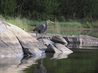 heron1