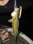 work_week_walleye1