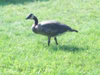 goose