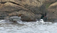 mergansers_at_sheer_luck