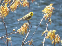 prairie_warbler_from_porch1