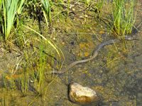 water_snake_shedding1