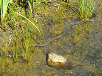 water_snake_shedding2