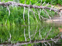 beaver_in_reflection