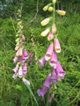 foxglove