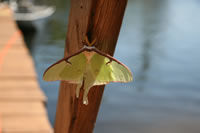 luna_moth