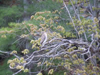 osprey