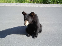 bear2