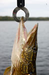 port_rawson_pike