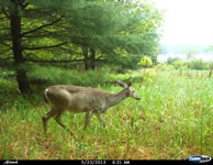 deer_07