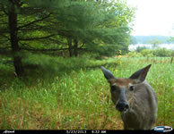 deer_08