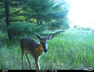 deer_10