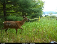 deer_12