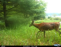 deer_15