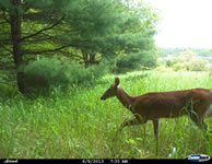 deer_20