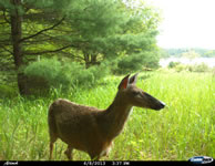 deer_21