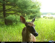 deer_22