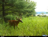 deer_23