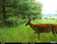 deer_24