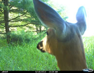 deer_26