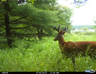 deer_28