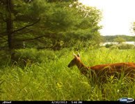 deer_29