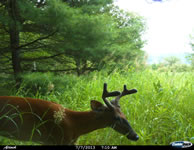 deer_32