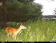 deer_33