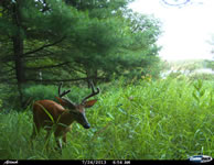 deer_34