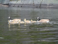 geese2