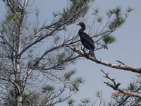 cormorant