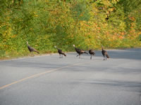 Turkeys