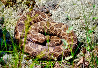 Rattlesnake