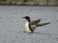 loon