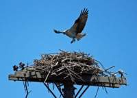 osprey2