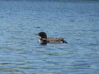 loon