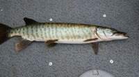 musky1