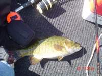 smallie