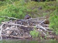 beaver1